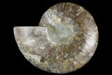 Cut & Polished Ammonite Fossil (Half) - Crystal Filled #184252-1